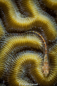 "Puzzle Piece"
A Small Blenny lines it self up perfectly... by Chase Darnell 